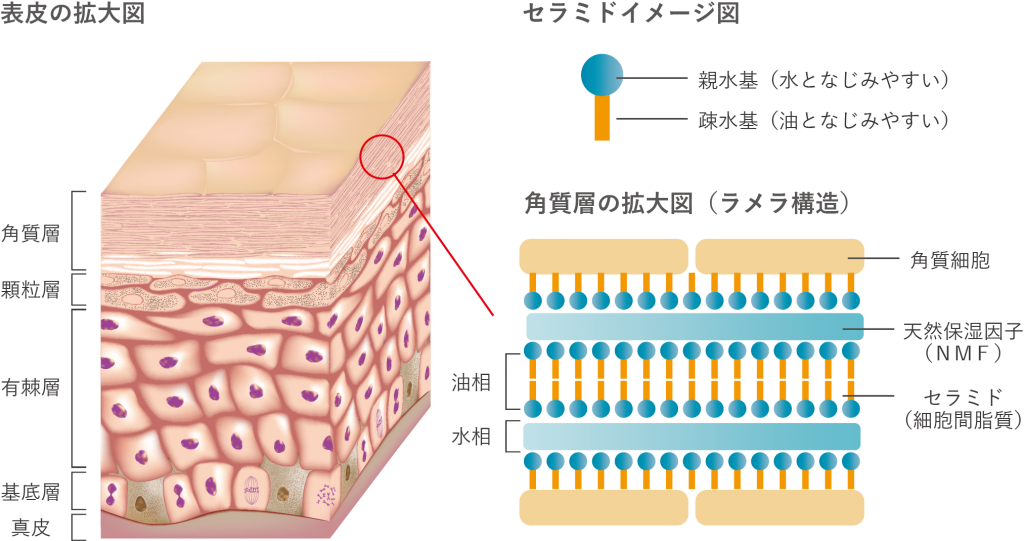 VCエチルセラミドゲル - 肌のクリニック | 高円寺の重症ニキビ治療専門皮膚科