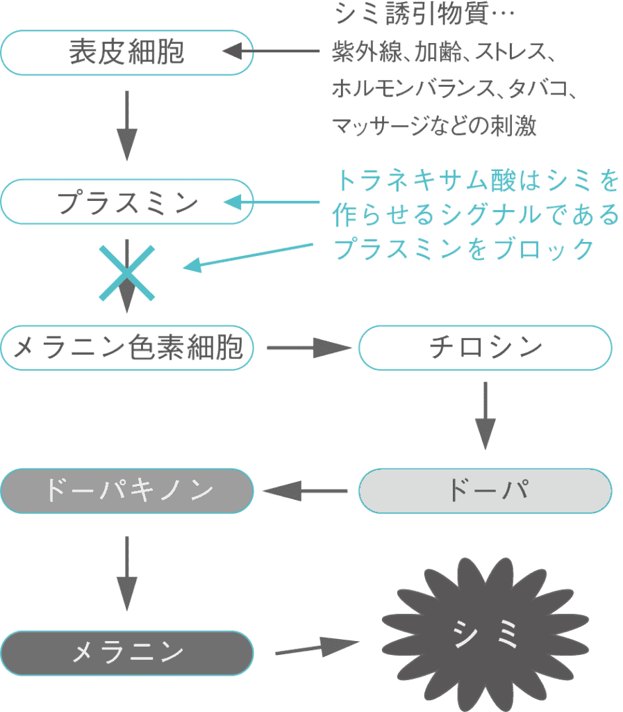 トラネキサム酸の作用