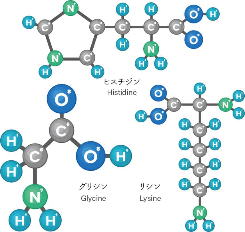 パルミトイルトリペプチド-1に含まれるアミノ酸