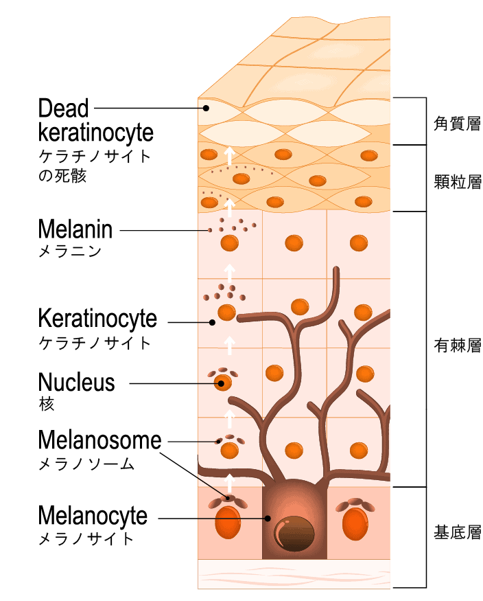 メラノソームがメラニン顆粒になり代謝する過程の図